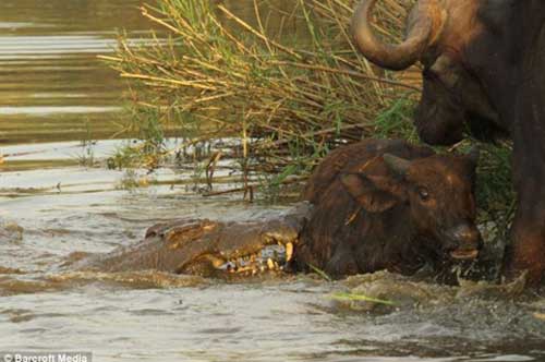Trâu mẹ bất lực nhìn cá sấu khổng lồ giết con