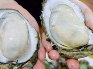 Mua hàu cứ nhằm những con có đặc điểm này, đảm bảo tươi ngon - nhiều thịt, ăn đã miệng
