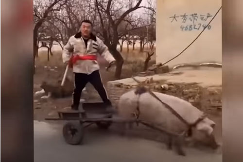 CLIP: "Cười rụng rốn" với những tình huống hài hước thú vị trên mạng xã hội TikTok