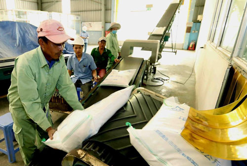 Chưa kịp vượt Thái Lan, xuất khẩu gạo đã 'đói' đơn hàng