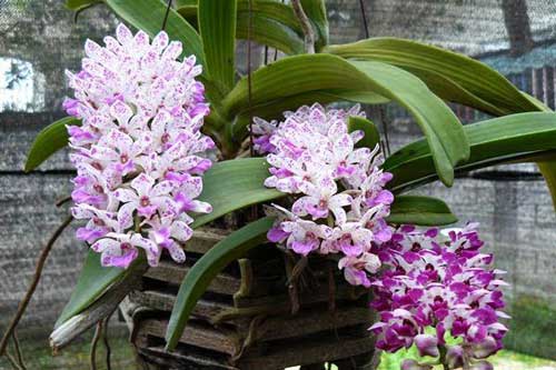 Cách trồng hoa lan trong chậu và kĩ thuật nhân giống cho hoa to, đẹp bốn mùa