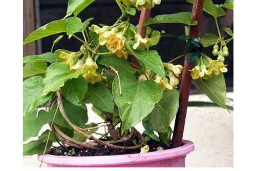 Cách trồng hoa thiên lý đơn giản vừa có rau ăn vừa có bóng mát, hoa thơm