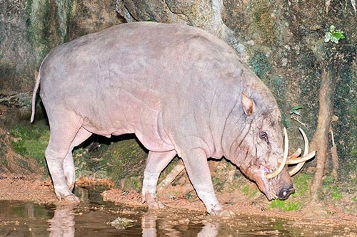 Tận mục loài lợn kỳ lạ mọc sừng ở sống mũi