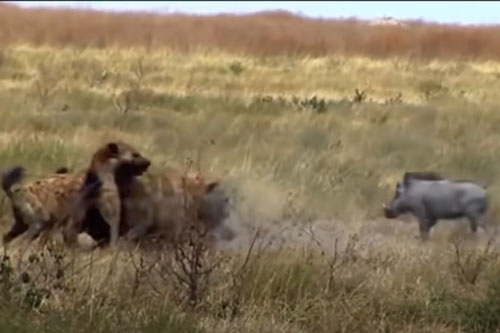 CLIP: "Gia đình" lợn bướu tử chiến với đàn linh cẩu và cái kết