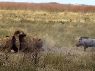 CLIP: "Gia đình" lợn bướu tử chiến với đàn linh cẩu và cái kết