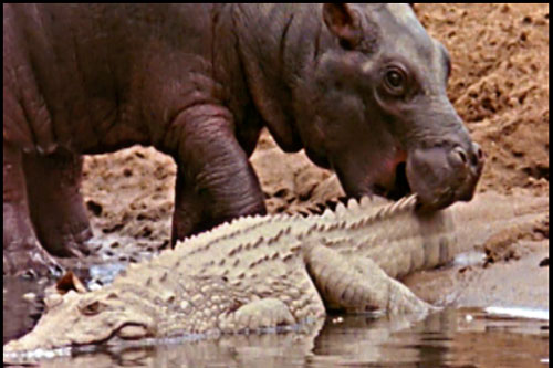 Cá sấu sông Nin khổng lồ thành đồ chơi của hà mã