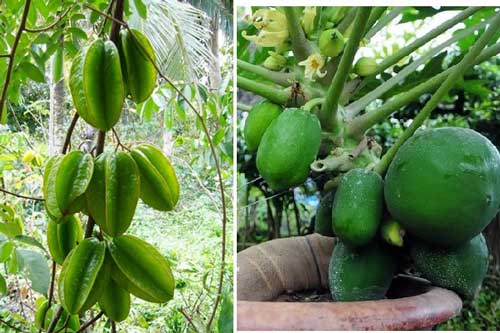 Hướng dẫn trồng khế, đu đủ trĩu quả trong thùng xốp