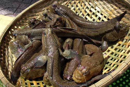 Tới Cà Mau đừng bỏ qua món cá "có chân" leo cây thoăn thoắt