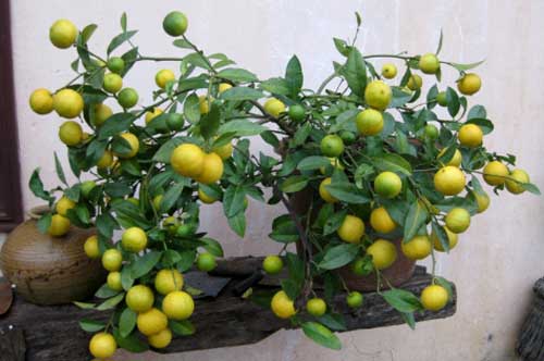Mách chị em cách trồng chanh trong chậu cực dễ cho cây sai trĩu quả, hái mỏi tay