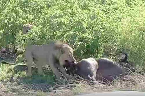 Kinh hoàng sư tử kéo trâu con từ trong bụng mẹ