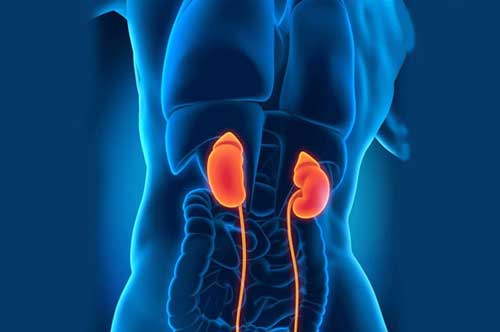 5 món ăn cực tốt cho thận: Người yếu thận nên chăm ăn mỗi ngày để thanh lọc cơ thể, bảo vệ chính mình