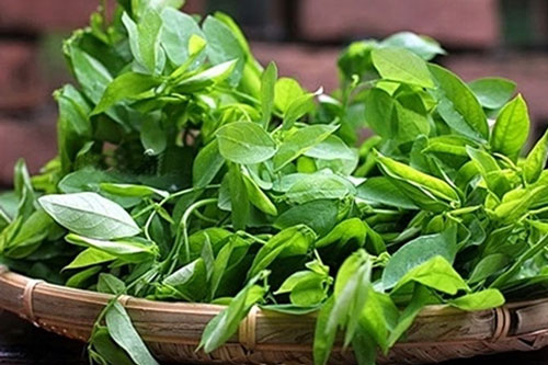 CLIP: Điểm danh các loại rau trồng quanh năm tại nhà