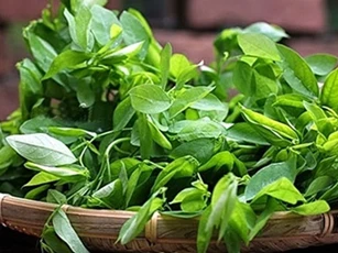 CLIP: Điểm danh các loại rau trồng quanh năm tại nhà