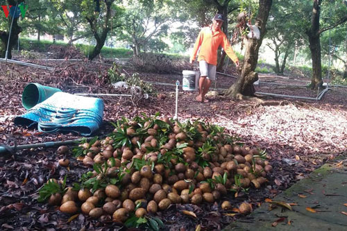 Tiền Giang: Hạn mặn gay gắt, nhà vườn trồng hồng xiêm vẫn bội thu