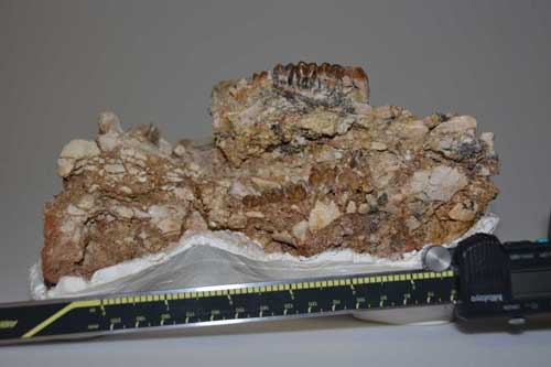 Kinh hoàng "quái thú" dưới đáy hồ - biến dị của sinh vật đáng yêu thời hiện đại