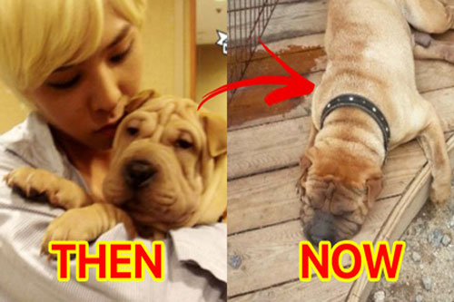 G-Dragon bị chỉ trích sống giả dối, ngược đãi động vật