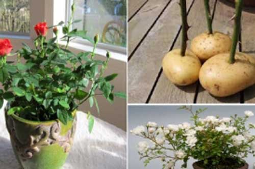 Cách trồng hoa hồng "lớn nhanh như thổi", sai hoa bằng... khoai tây