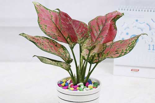 Người mệnh Hỏa trồng 5 loại cây này, tài lộc may mắn dễ ùa về, tiền bạc đếm không xuể