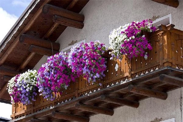 Học ngay cách trồng những chậu hoa dạ yến thảo đẹp mê mẩn treo trước nhà - 5