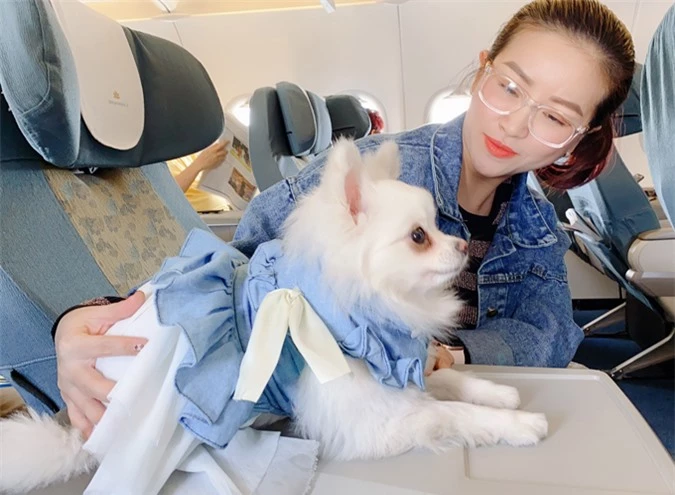 Đã quen đi với cô chủ nhiều lần, cún cưng của Kiều Linh tỏ ra ngoan ngoãn khi ngồi máy bay.