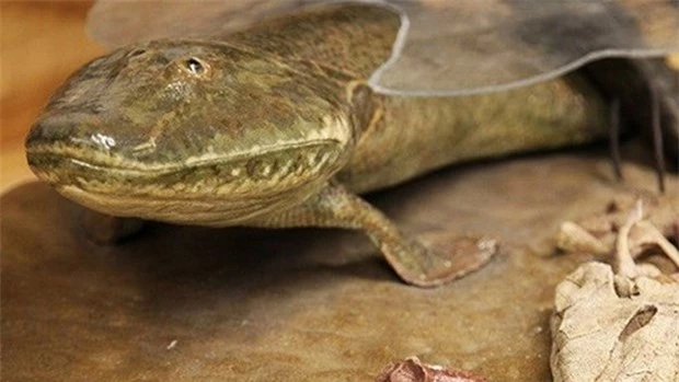 Loai ca co dai Tiktaalik roseae da di bo tren mat dat nhu the nao? hinh anh 1