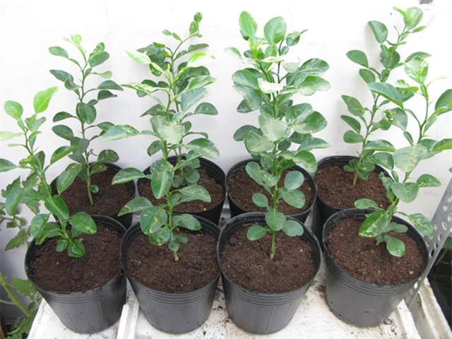 Mách chị em cách trồng chanh trong chậu cực dễ cho cây sai trĩu quả, hái mỏi tay - 2
