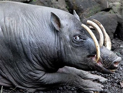 Một loài lợn ở Indonesia sở hữu vẻ ngoài kỳ lạ. Hai chiếc răng nanh cao vút và hai chiếc sừng mọc ngay trên sống mũi đầy kỳ lạ.