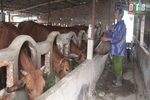 Mỗi năm gia đình ông Bốn thu lãi gần 250 triệu đồng từ nuôi bò.
