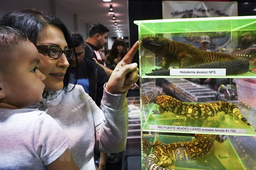 Triển lãm giới thiệu các loại "siêu bò sát" độc đáo