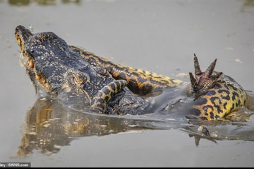 Trăn Anaconda và cá sấu tử chiến giữa đầm lầy