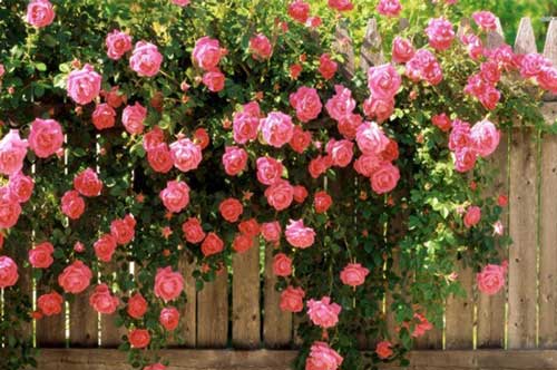 Bí quyết trồng hoa hồng leo ngát hương trên ban công