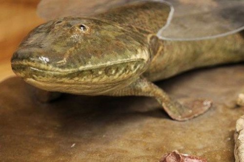 Loài cá cổ đại Tiktaalik roseae đã đi bộ trên mặt đất như thế nào?