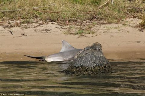 Cá sấu nước mặn tóm sống, ăn thịt cá mập