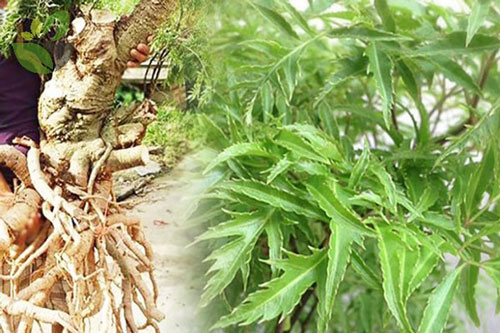 Dùng đinh lăng kiểu này bổ hơn 'nhân sâm', vừa tốt cho sức khỏe lại 'xóa' tan bệnh tật