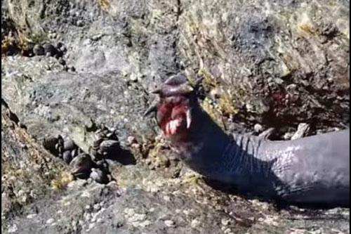 Loài thủy quái nhầy nhụa chuyên 'khoan' thịt cá mập