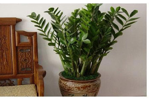 Những loại cây này nên trồng trong nhà, chúng có thể thu hút tài lộc