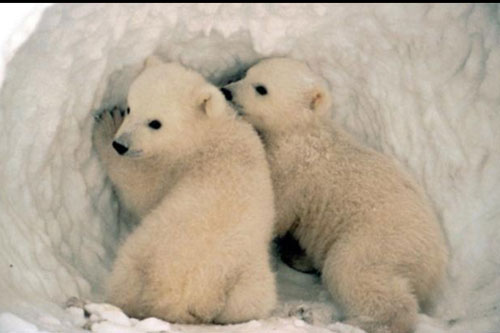 Có phải tất cả mọi loài gấu đều đi ngủ đông?