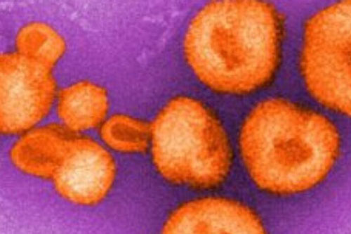 Phát triển 'mồi nhử' giúp vô hiệu hóa virus lây từ động vật sang người