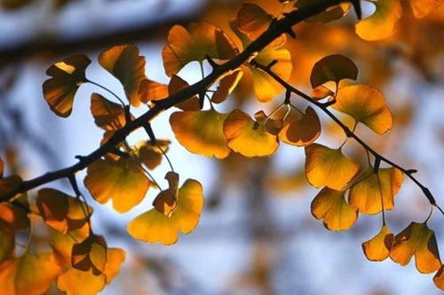 Lá vàng trên cây bạch quả vào mùa Thu. (Nguồn: Getty images)