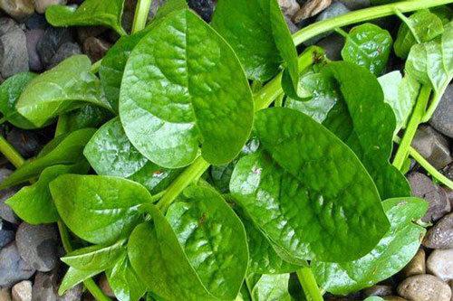 Dù thèm đến mấy thì những người này không nên ăn mồng tơi kẻo bệnh càng thêm bệnh