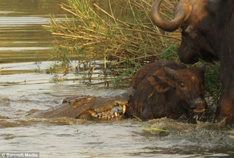 Mẹ con trâu rừng đang uống nước thì bị cá sấu tấn công