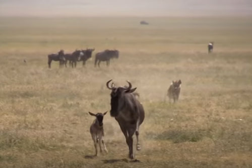 CLIP: Linh dương đầu bò mới sinh thoát chết thần kỳ khi bị linh cẩu truy sát