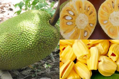 Tuyệt chiêu chọn mít chỉ mất 3 giây biết hàng ngon không hóa chất của những bà nội trợ thông thái