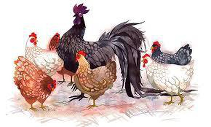 Từ 15/7 đến hết năm Canh Tý: 3 con giáp được "Phú Quý soi đường", có thể đụng vào việc gì cũng ra tiền