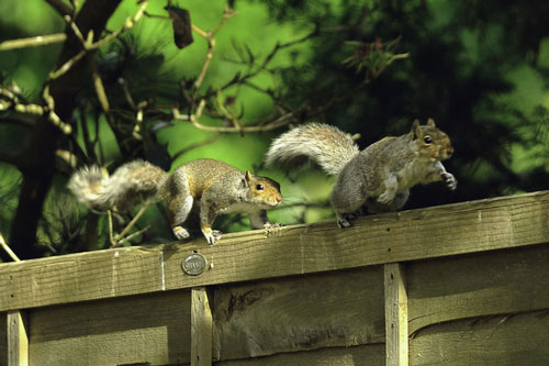 Chú sóc 'lầy lội': Đi xin ăn, thấy ngon liền 'gọi hội', ăn xong lại có hành động tuyệt vời