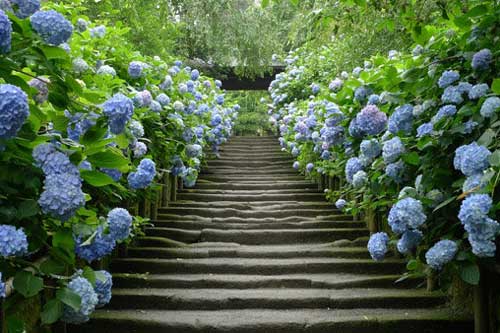 8 loại cây trồng hàng rào tuyệt đẹp nhất định phải có để nhà "nổi nhất xóm"