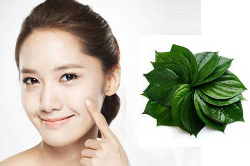 Kiên trì thoa nước cốt lá lốt lên vùng da thâm nám trong vòng 1 tháng, bạn sẽ nhận được kết quả bất ngờ