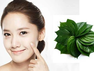 Kiên trì thoa nước cốt lá lốt lên vùng da thâm nám trong vòng 1 tháng, bạn sẽ nhận được kết quả bất ngờ