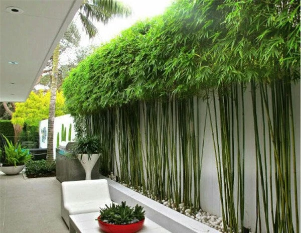 8 loại cây trồng hàng rào tuyệt đẹp nhất định phải có để nhà "nổi nhất xóm" - 12