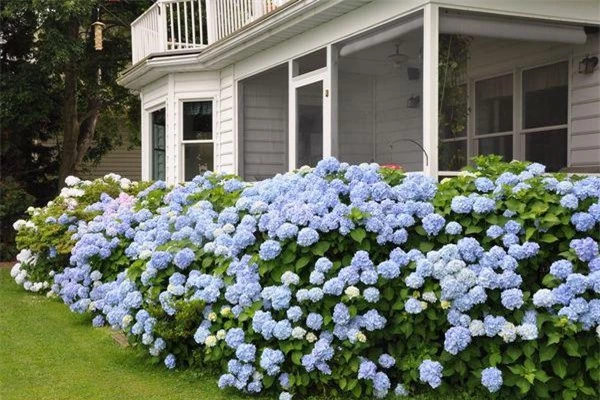 8 loại cây trồng hàng rào tuyệt đẹp nhất định phải có để nhà "nổi nhất xóm" - 2